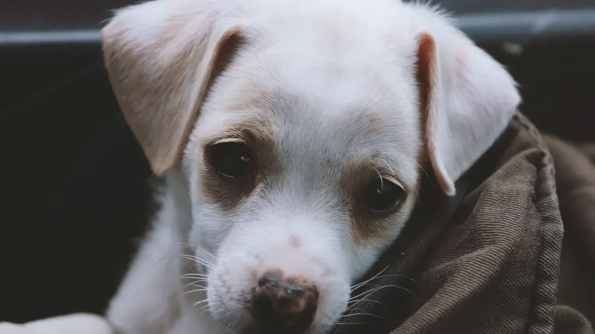 Puppy eating from a bowl
