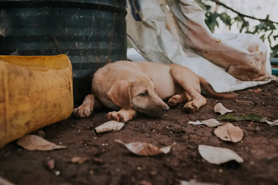 Puppy eating from a bowl