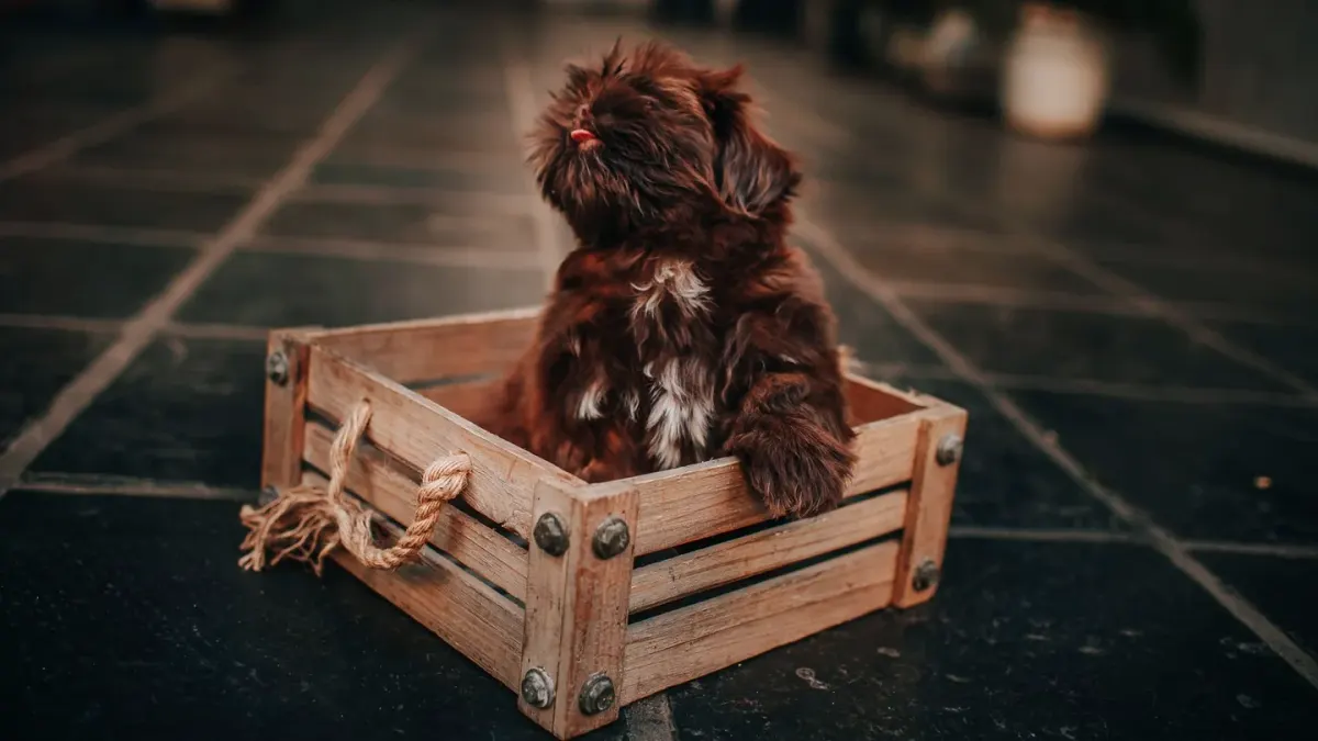 Puppy playing indoors