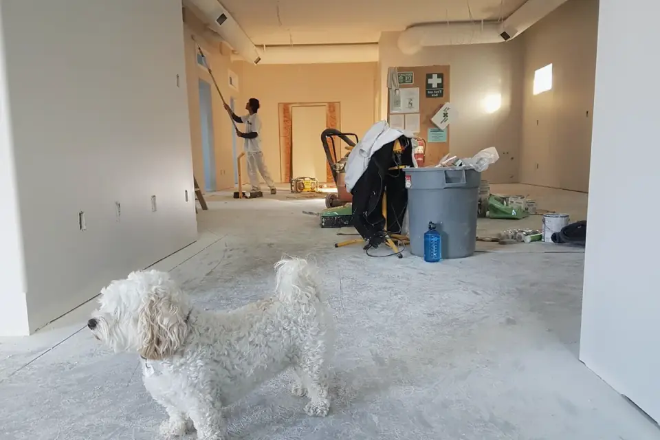 Puppy playing indoors