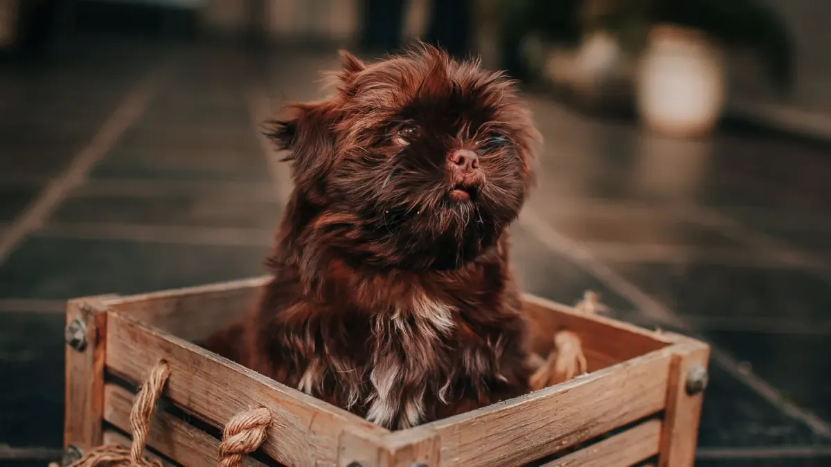Puppy playing indoors
