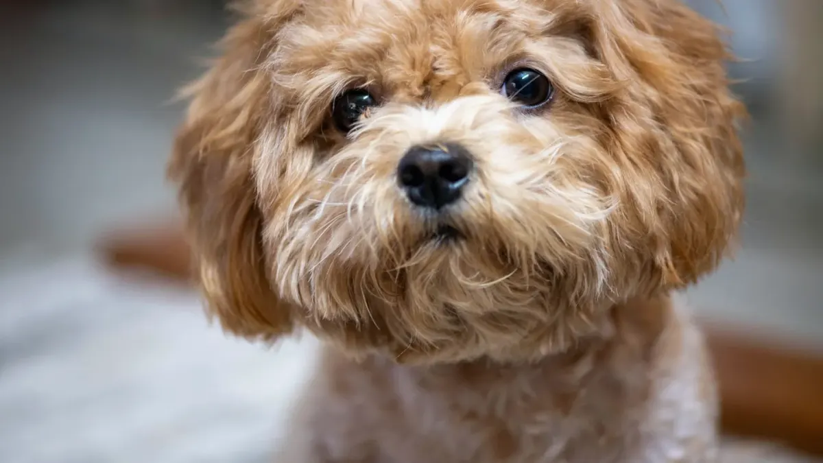 Puppy playing indoors