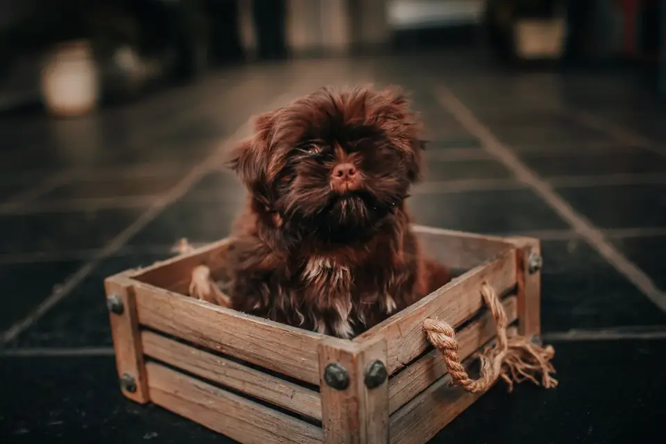 Puppy playing indoors