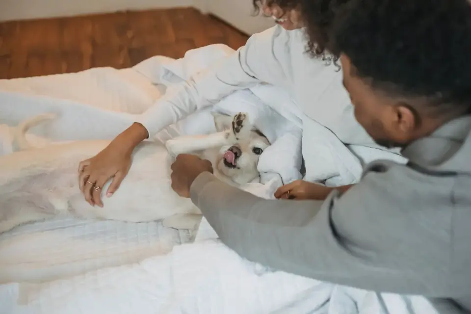 Puppy playing indoors