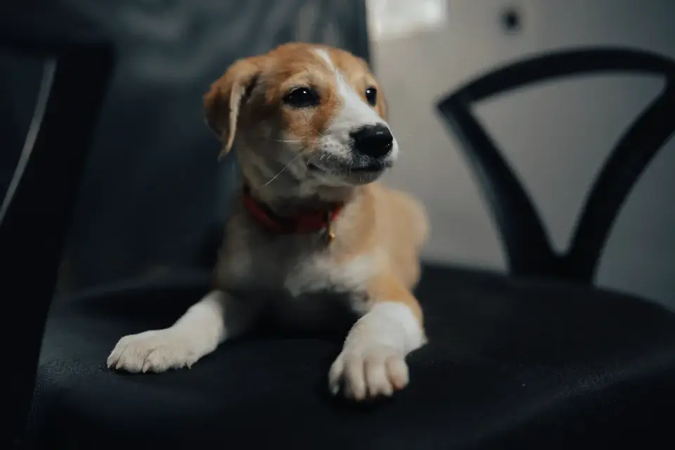Puppy playing indoors