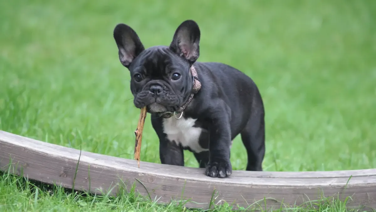 Puppy playing indoors