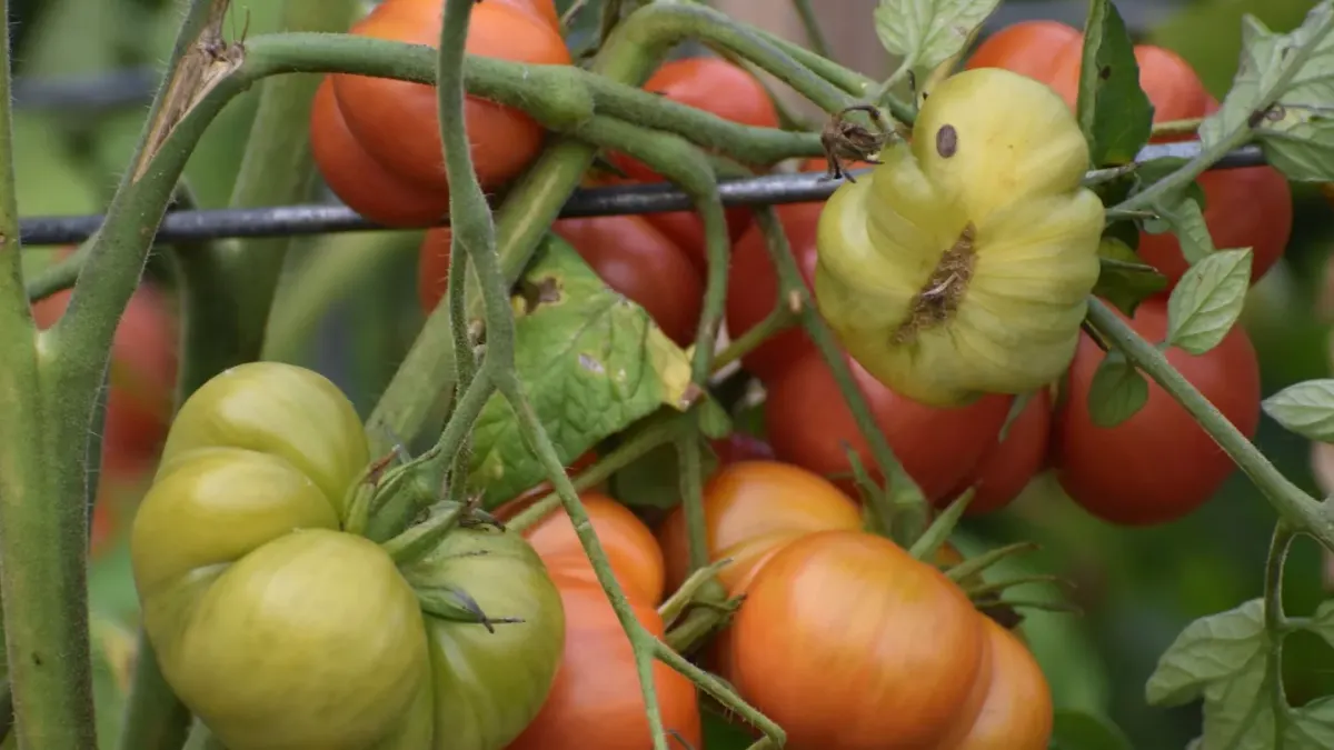 Ripe red tomatoes still attached to a green backyard vine