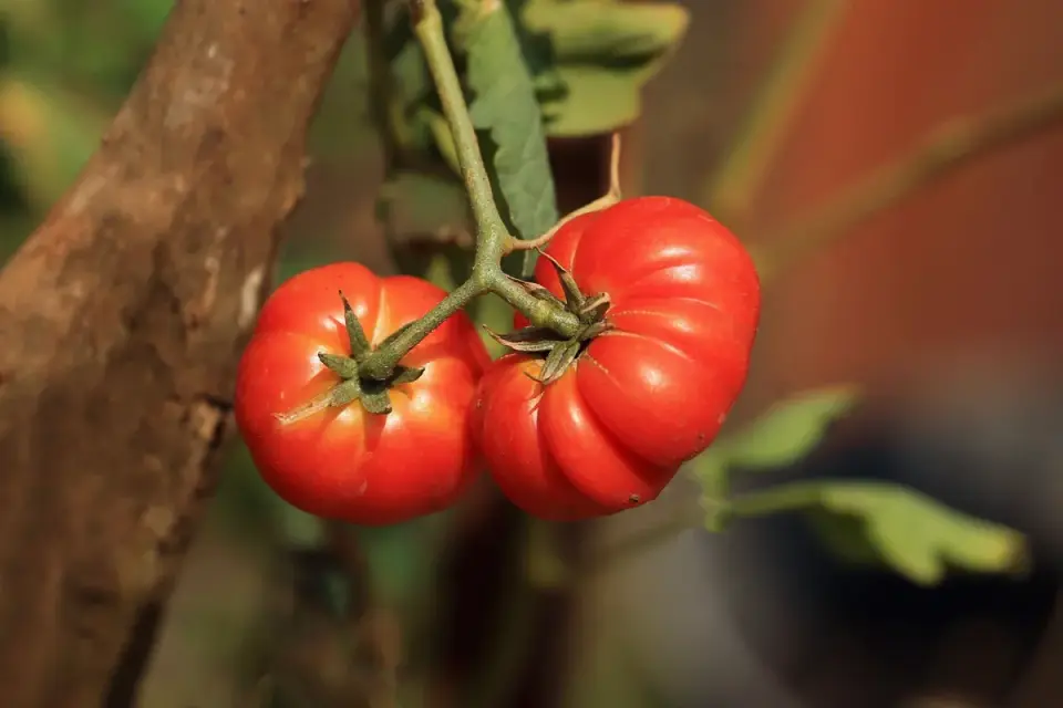 Ripe red tomatoes still attached to a green backyard vine