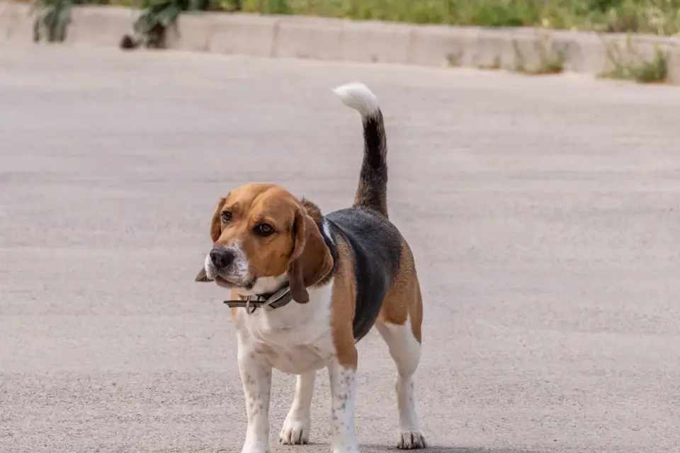 Senior Beagle walking up a few porch steps