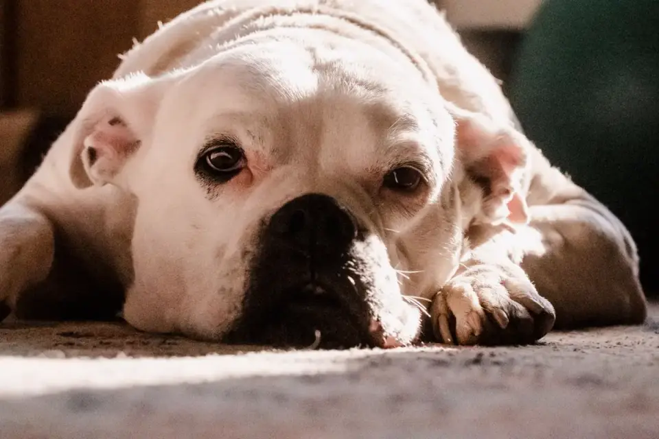 Senior dog resting at home