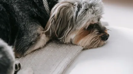 Senior dog resting at home