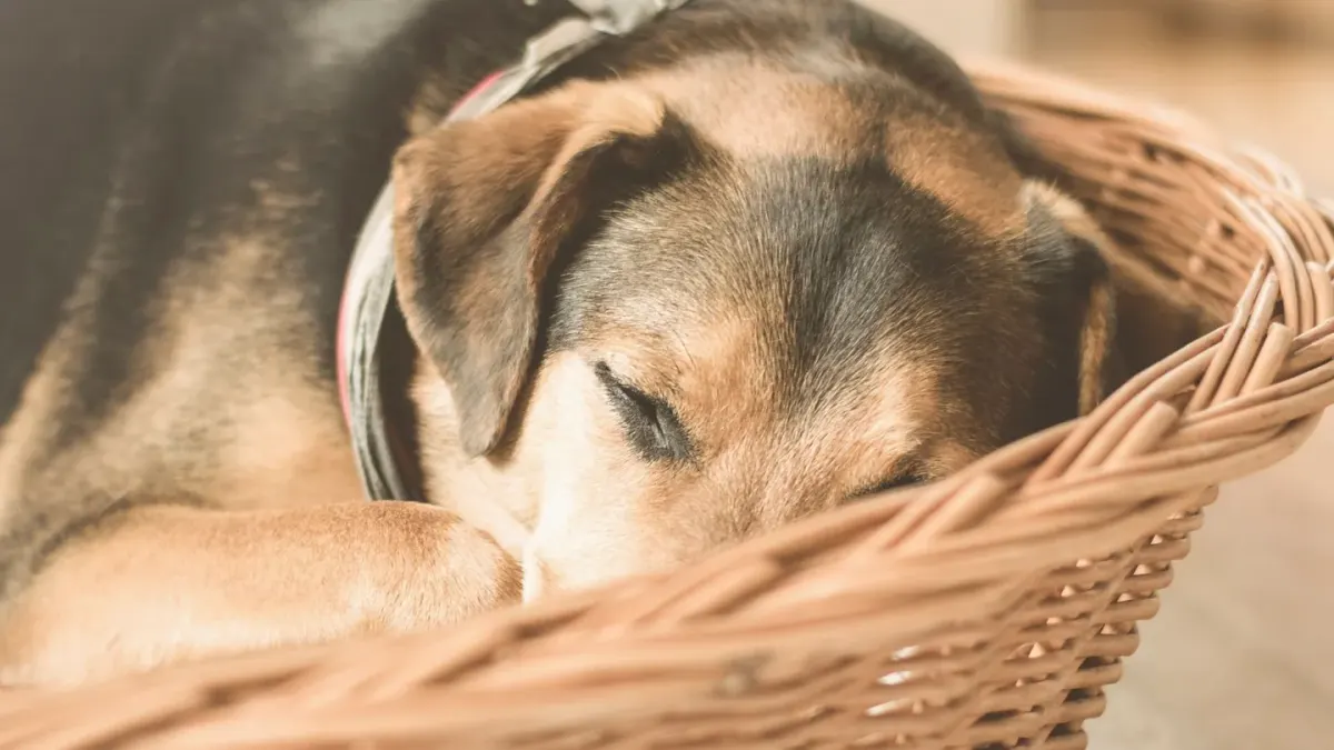 Senior dog resting at home