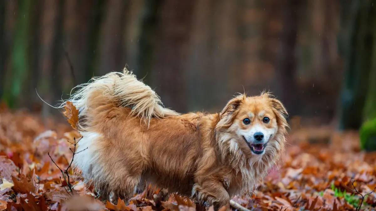 Senior dog walking outdoors