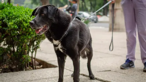 Senior dog walking with an owner