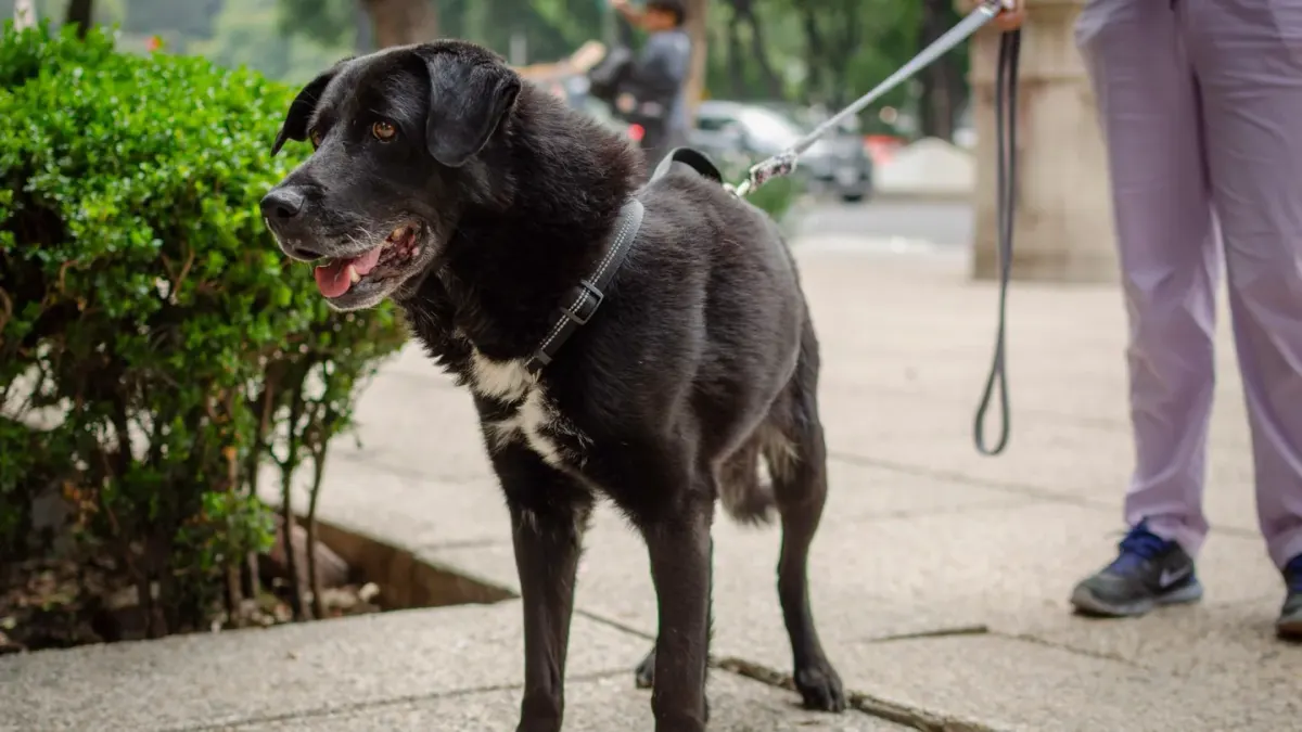 Senior dog walking with an owner