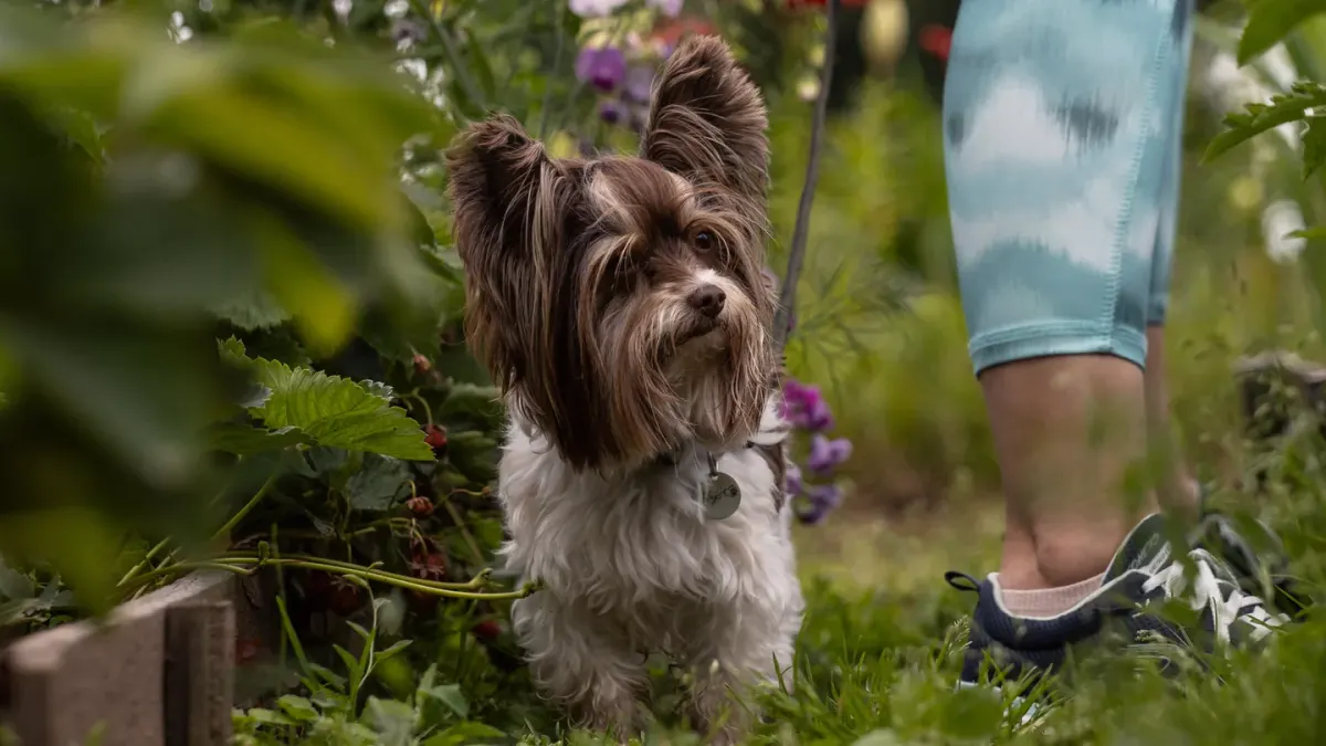 Senior dog walking with an owner