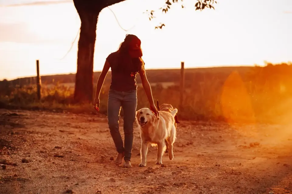 Senior dog walking with an owner