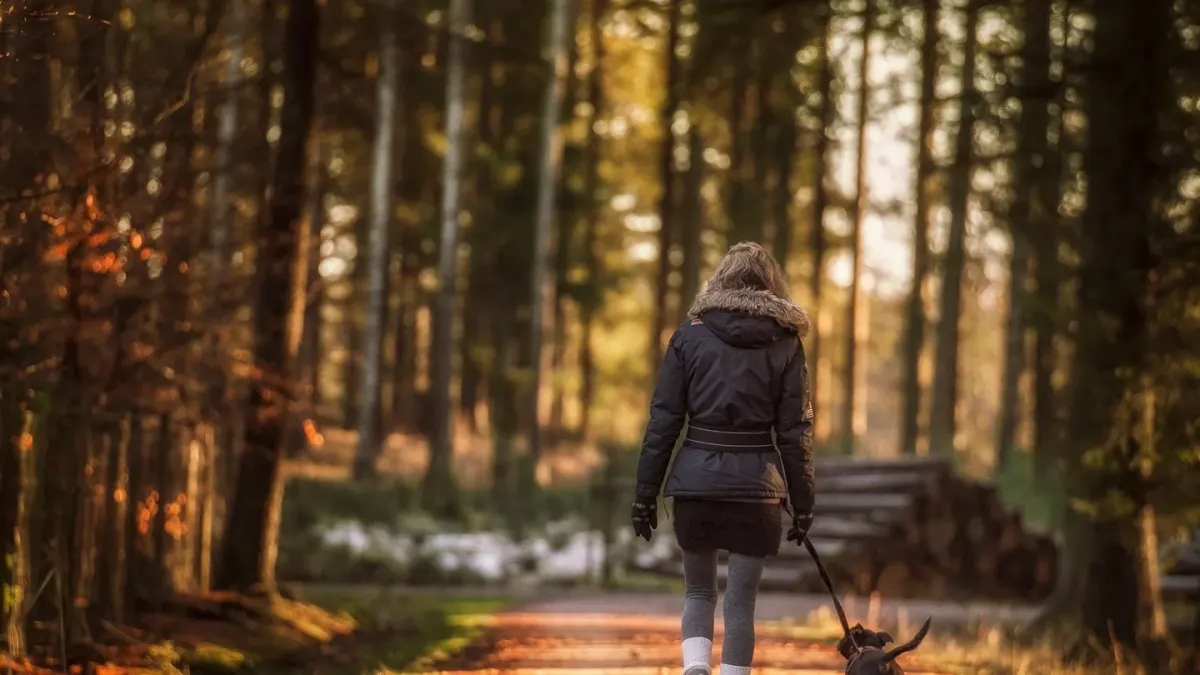 Senior dog walking with an owner