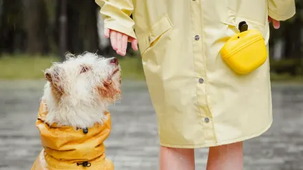 Senior dog walking with an owner