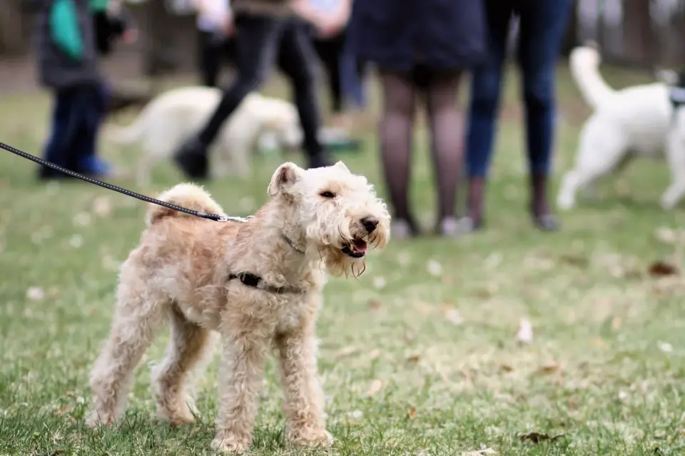 Senior dog walking with an owner