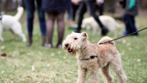 Senior dog walking with an owner