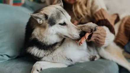 Senior dog walking with an owner