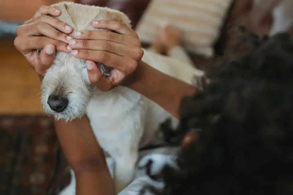 Senior dog walking with an owner