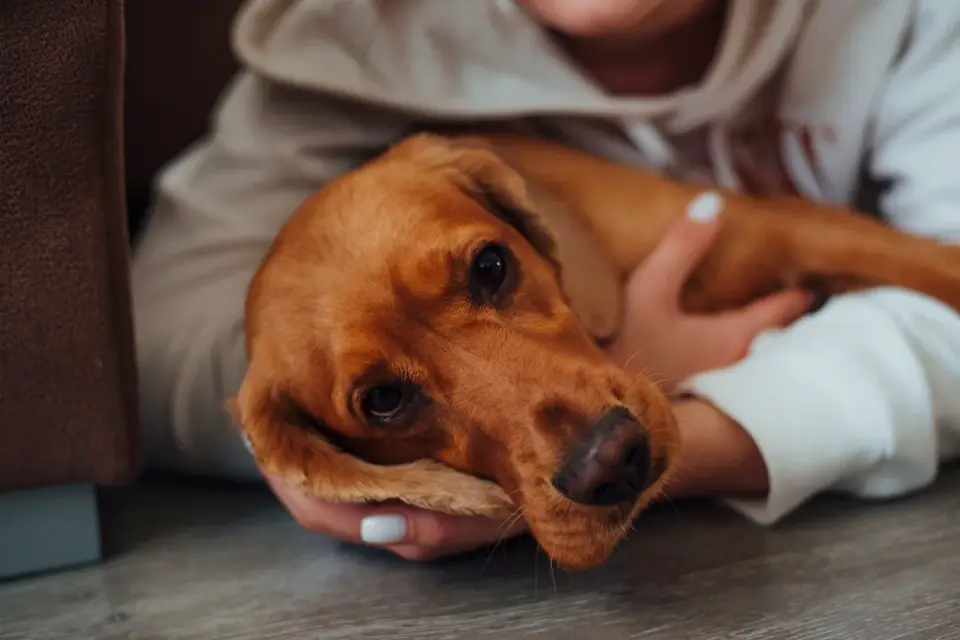 Senior dog walking with an owner