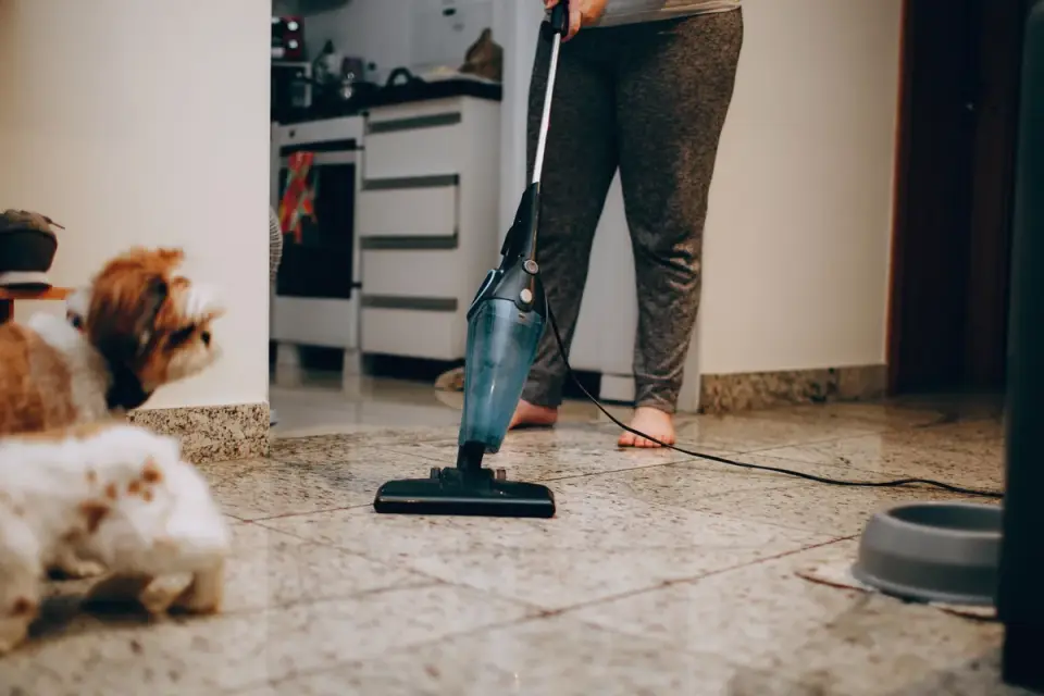 Senior dog walking with an owner