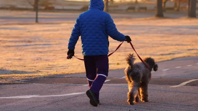 Senior dog walking with an owner