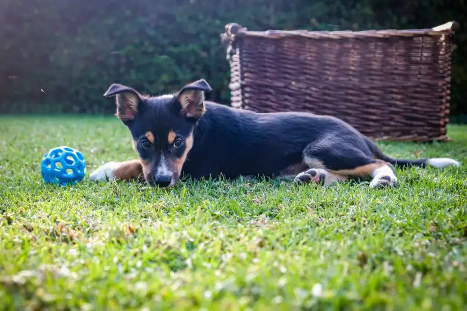 Several dog fetch balls of different sizes lined up on grass