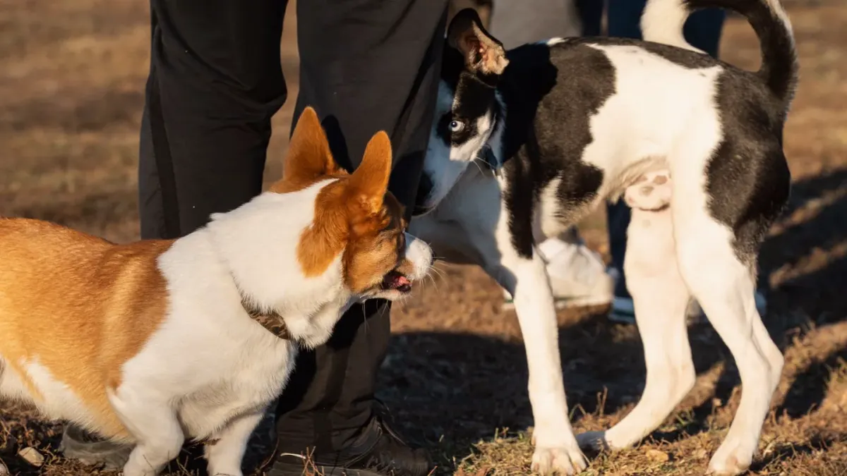 Two dogs facing each other in a play bow stance on grass