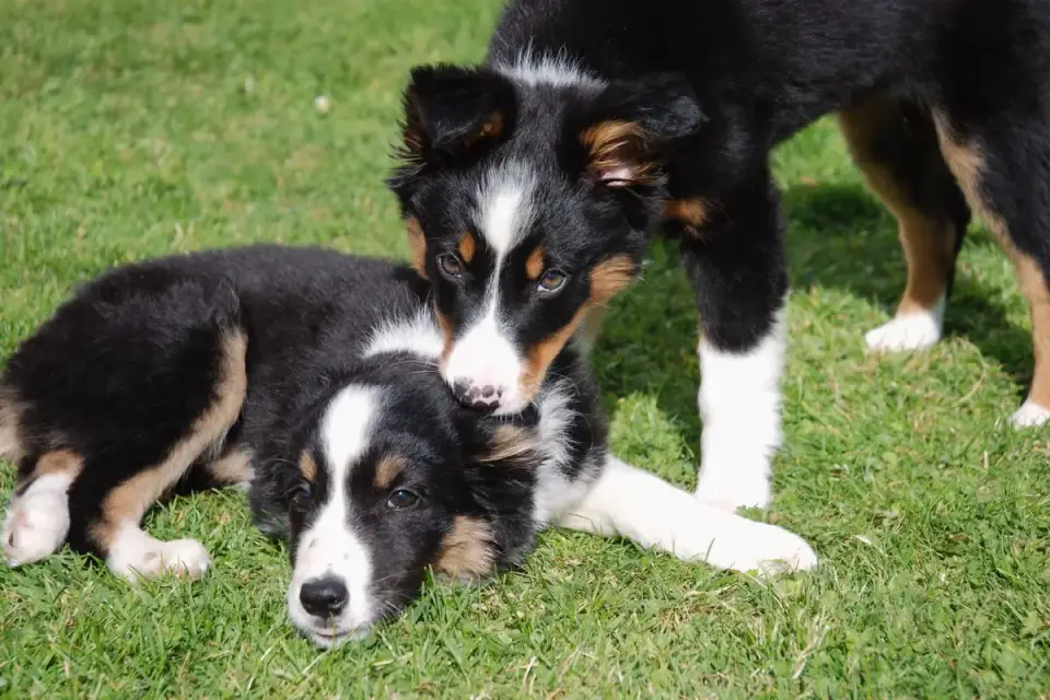 Two dogs pausing mid-play, one lying down while the other stands nearby