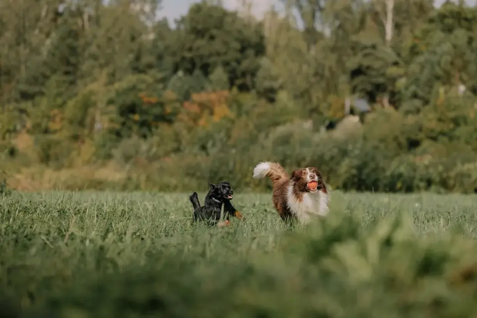 Two dogs playing