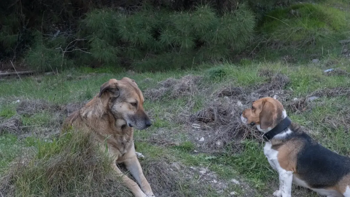 Two dogs playing