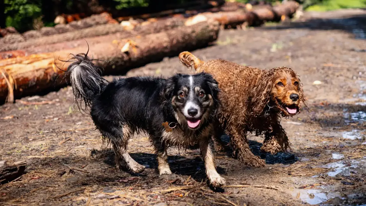Two dogs playing