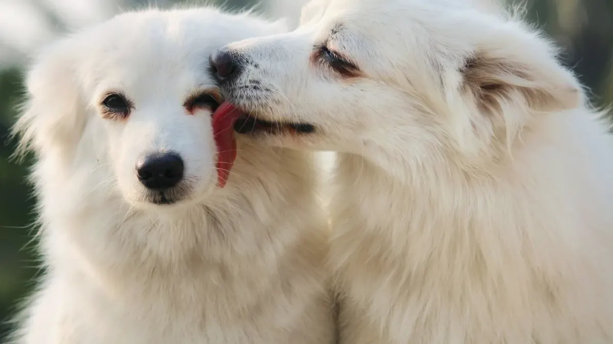 Two dogs playing
