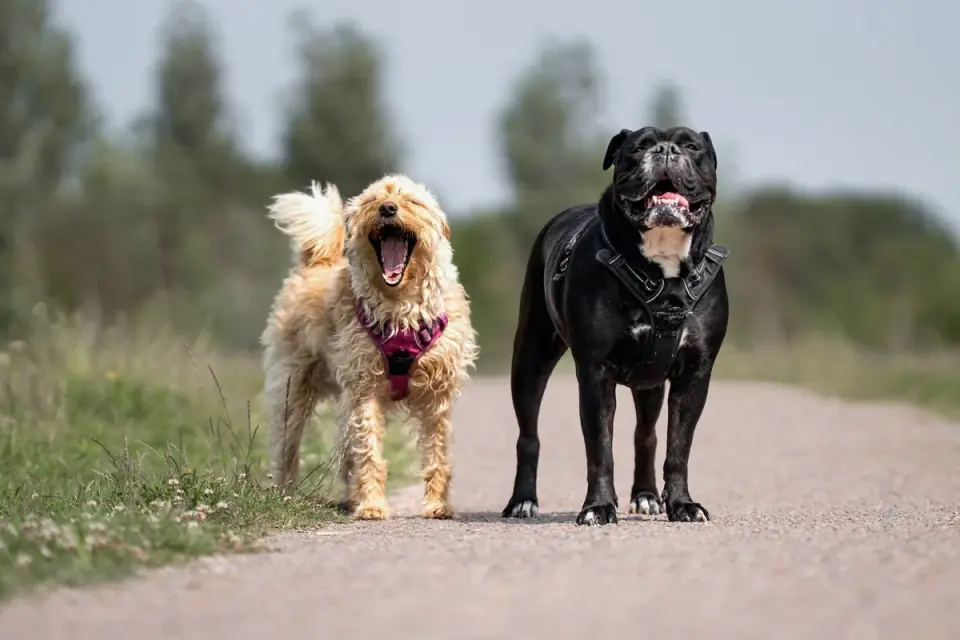 Two dogs playing