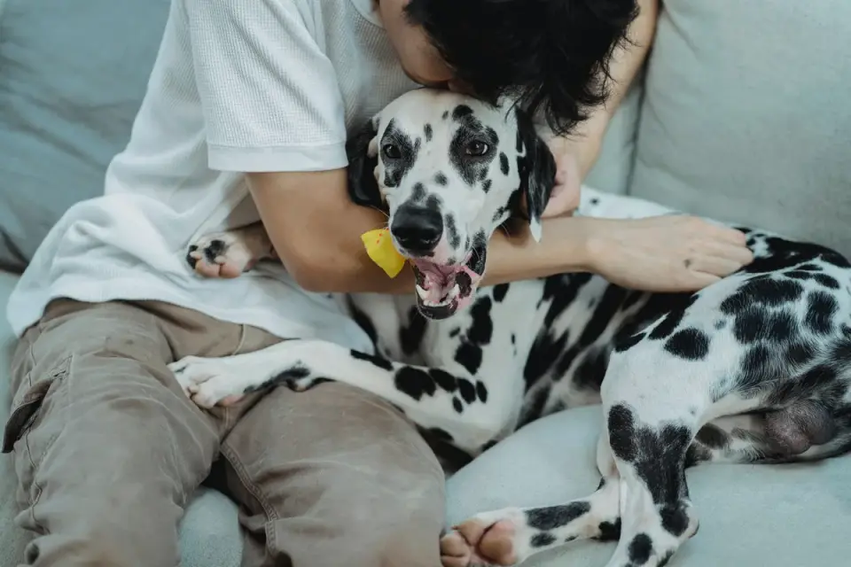 Two dogs playing