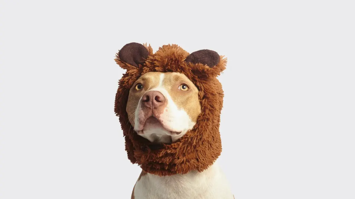 Two dogs together