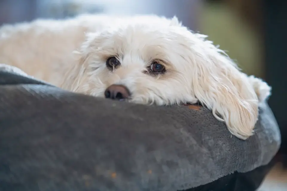 Wavy-coated senior Goldendoodle lying calmly on an indoor dog bed